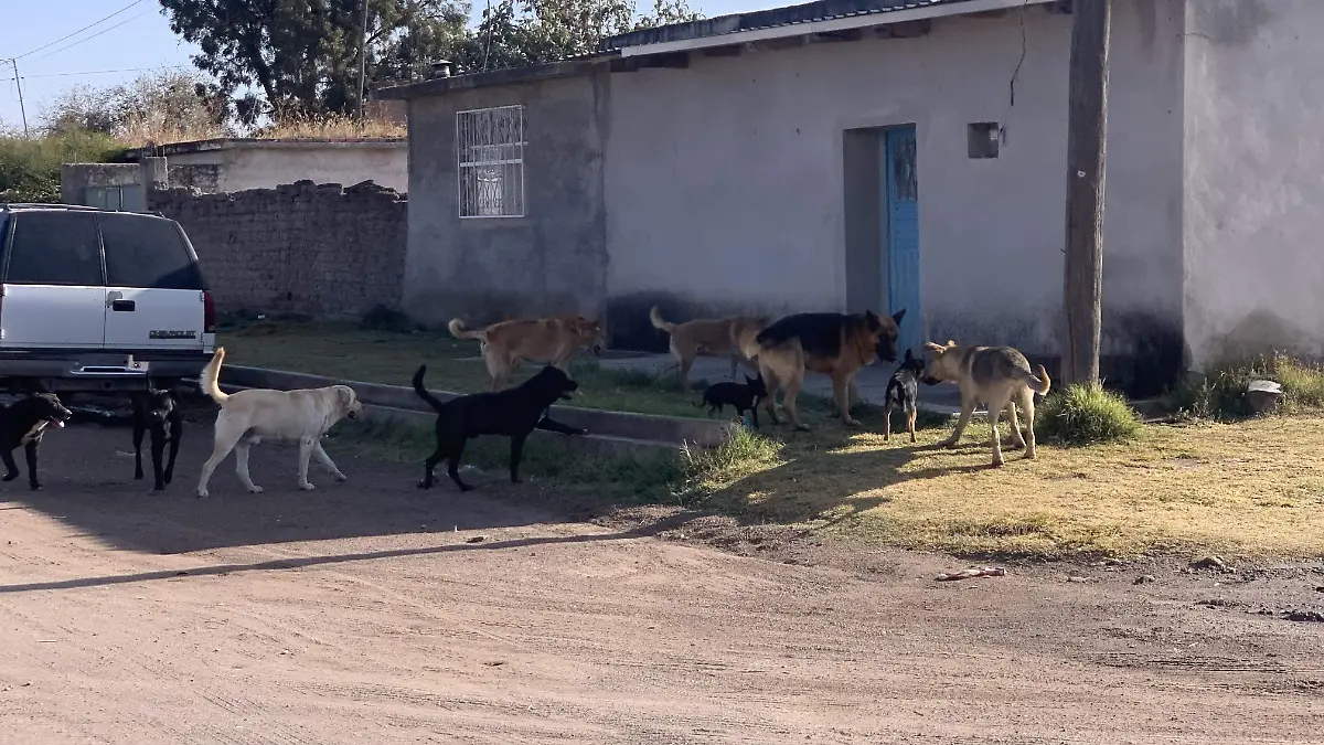 Perros callejeros 